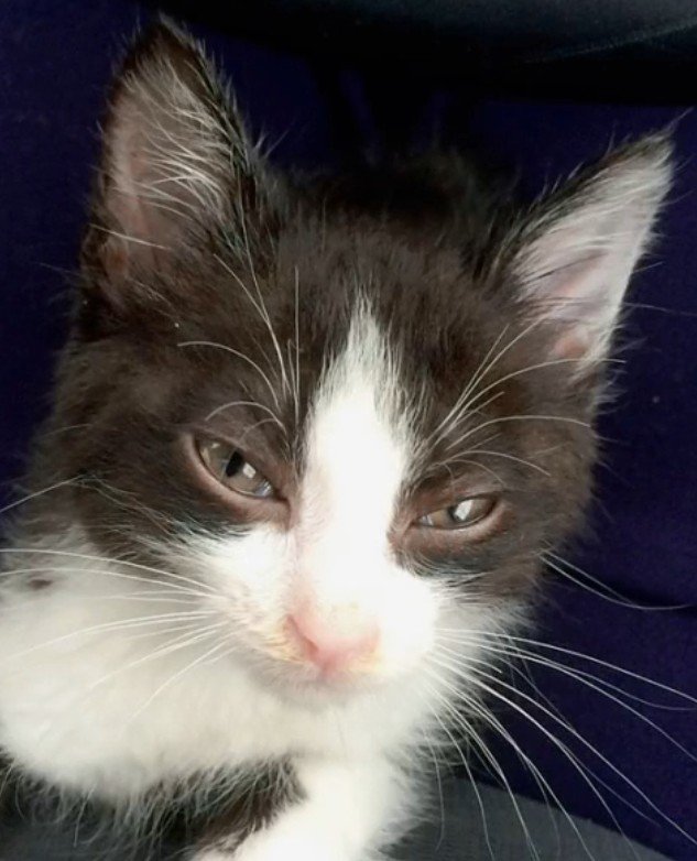 ハチワレ子猫（アップ）