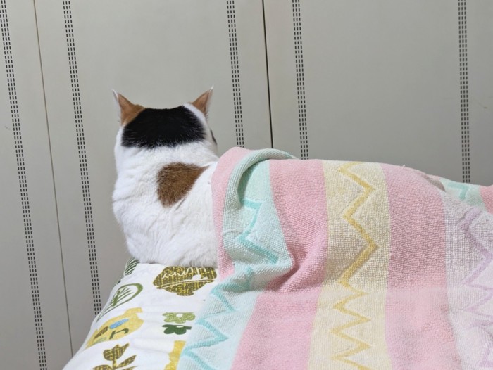 タオルケットをかけた猫