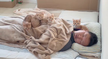 眠るパパさんにのっている4匹の猫