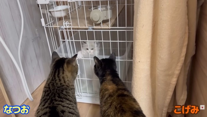 テロップ「なつお こげみ」