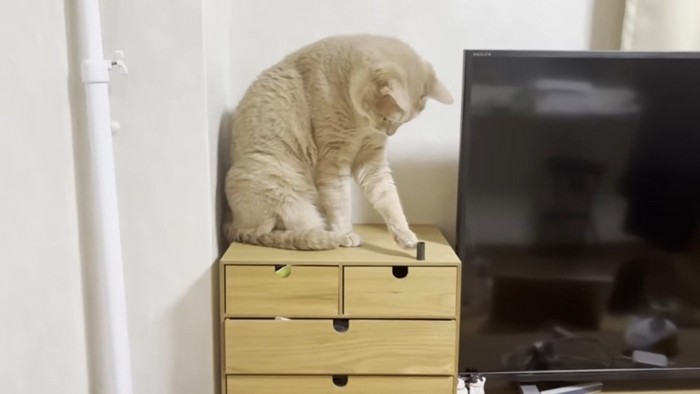 落とそうと前足を出して