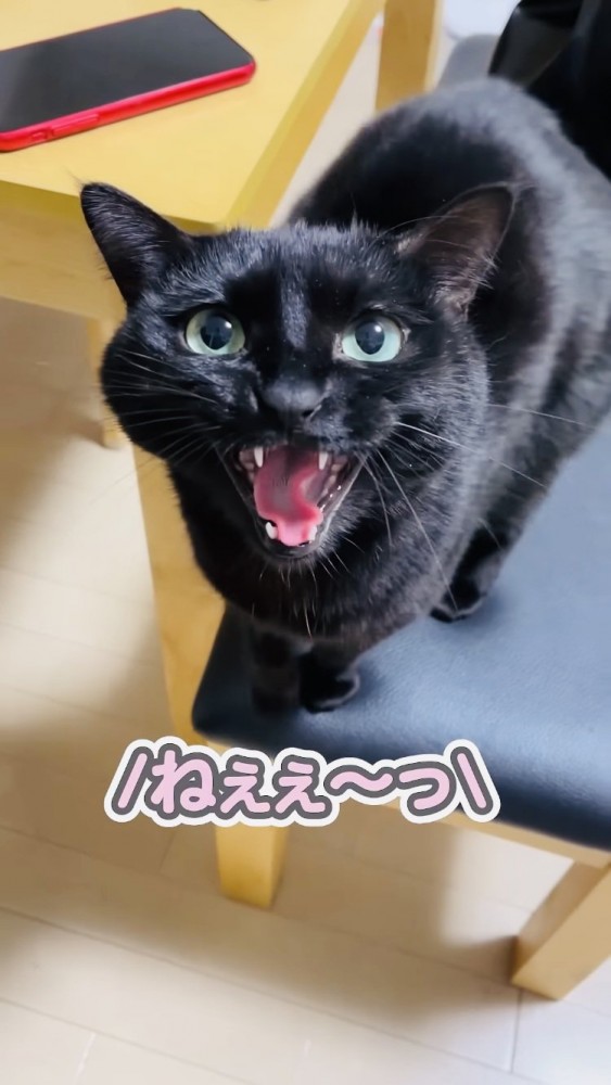 椅子の上でパパを呼ぶ黒猫