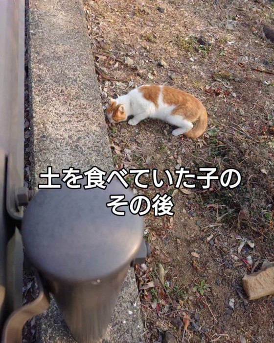 土を食べている猫