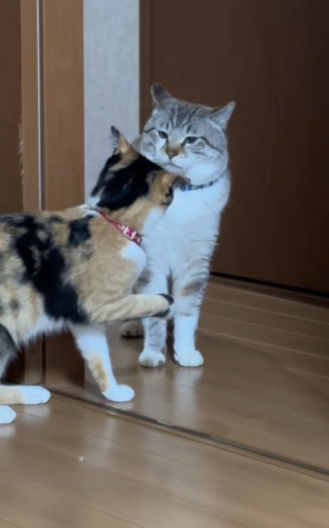 猫パンチしようとする三毛猫を無言でみつめるシャムトラ