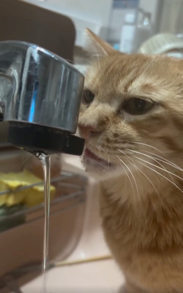 蛇口に顔を近づける猫
