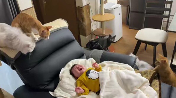 泣いている赤ちゃんと猫たち
