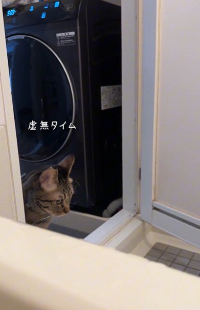 うつむいている猫