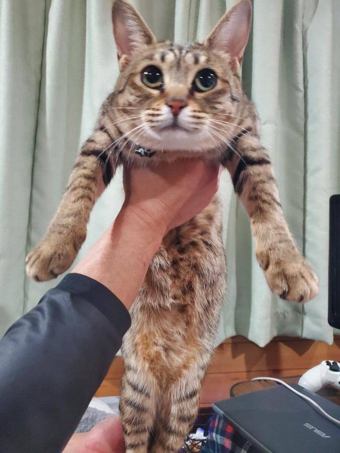 抱っこされる小町ちゃん