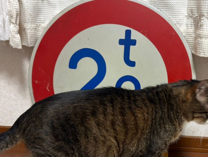 道路標識と猫