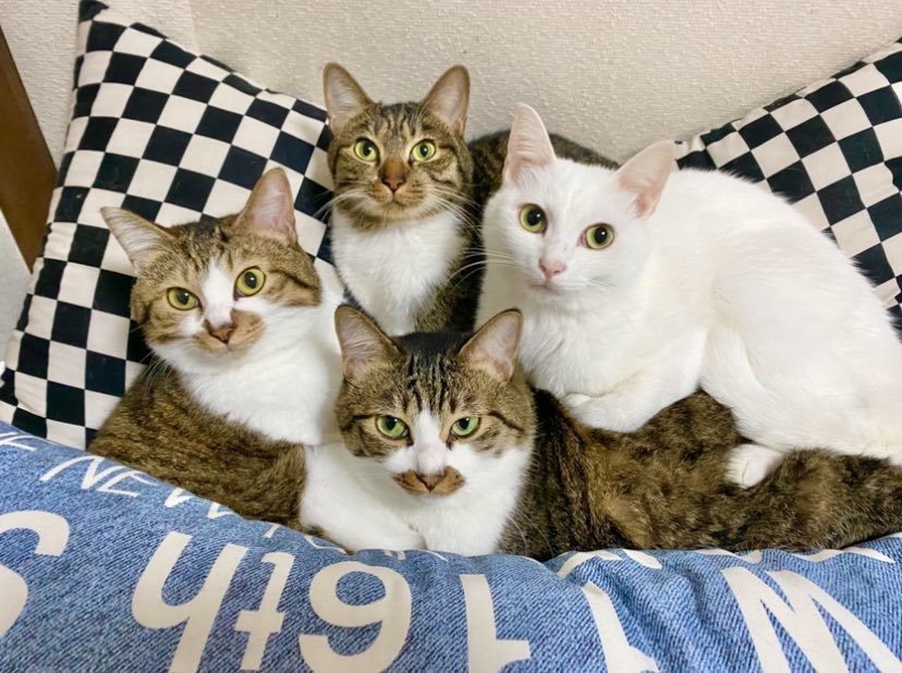 カメラを見る猫たち