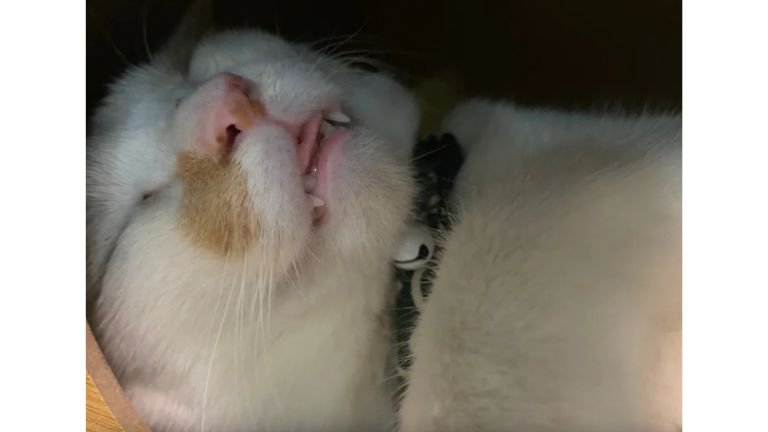 ハウスにいる猫