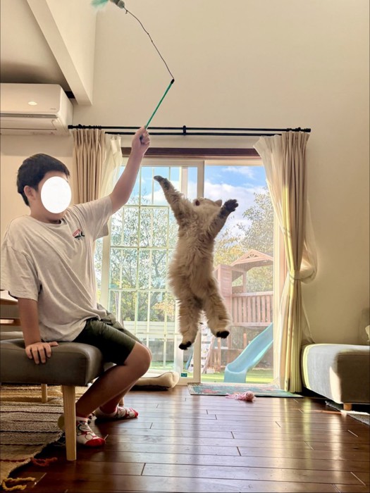 ジャンプする子猫