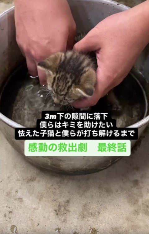 お風呂で洗われる子猫