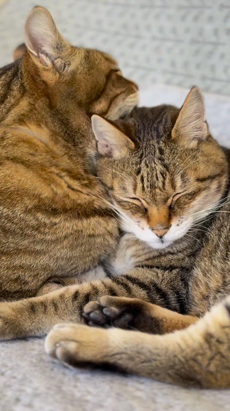 闘病中の猫を毛繕いするキジトラ猫