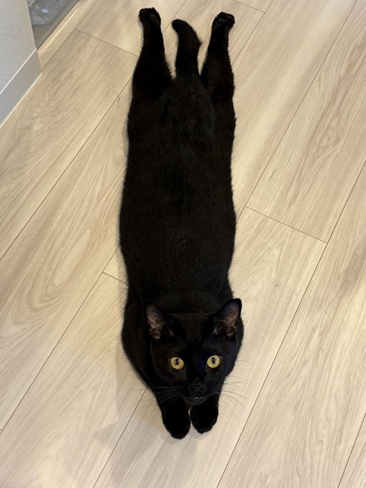 黒猫が体を伸ばして寝転んでいる