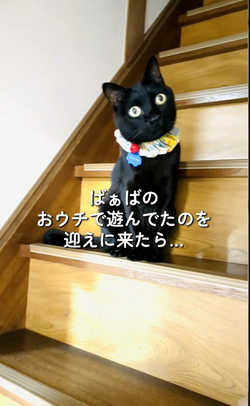 階段に座っている猫