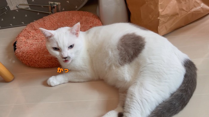 「カッ」と鳴く猫