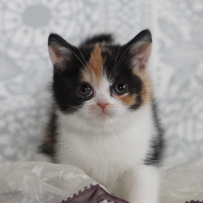 座っている子猫