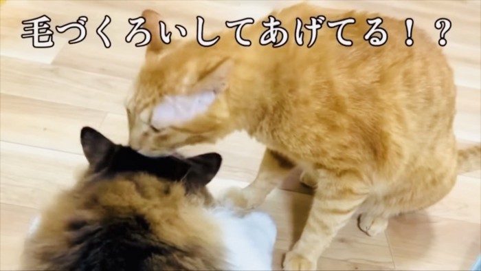 長毛猫をグルーミングする茶トラ猫
