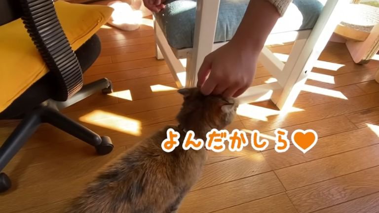 手にすり寄る猫