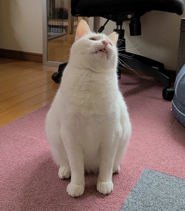 現在のおもちちゃん