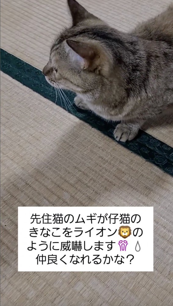 仔猫から目をそらさない猫