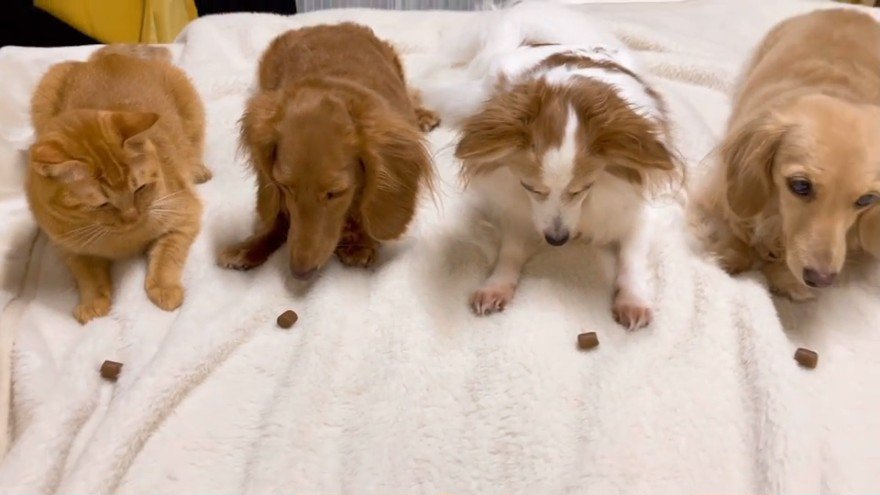 毛布の上で犬と並ぶ猫