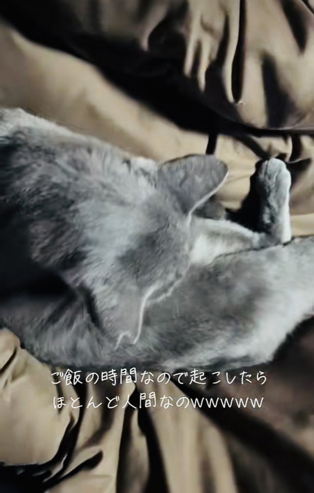 体を起こす雑種猫