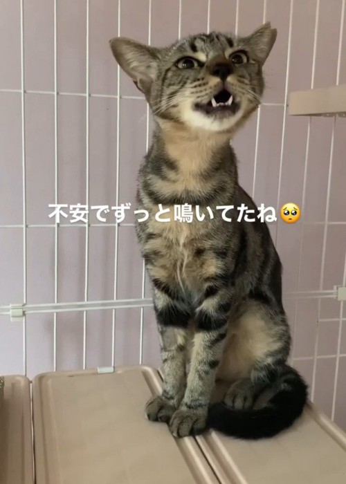 鳴く猫