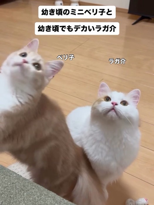 立ち上がる猫