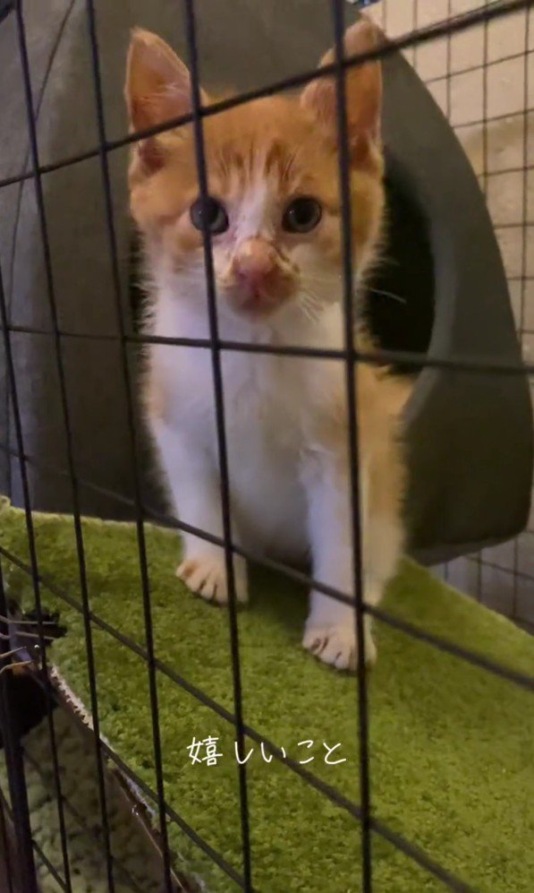 カラーをつけた子猫