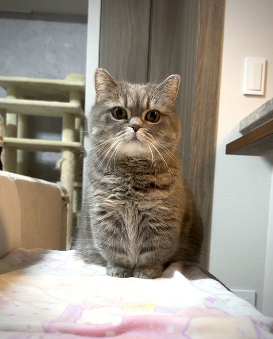 おすわりするシルバーの猫2