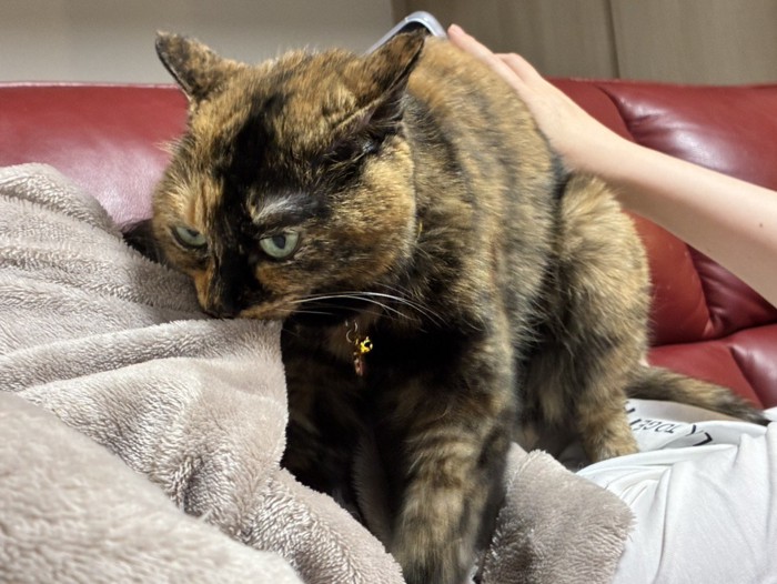 毛布の端を咥えながら、飼い主の顔の上で毛布を揉むサビ猫