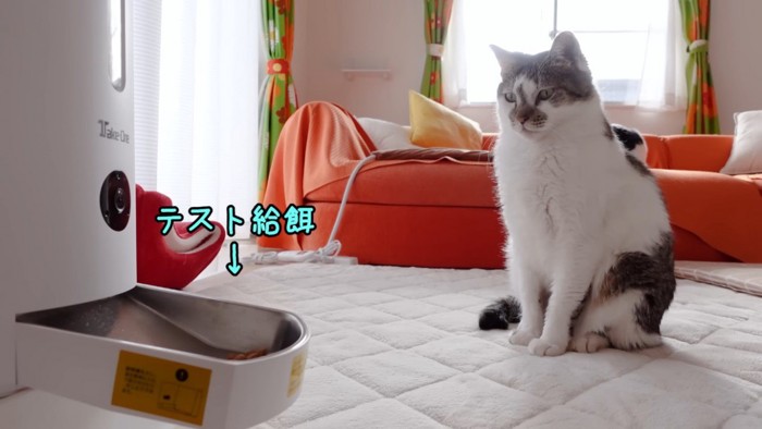 テスト給餌を見ている猫