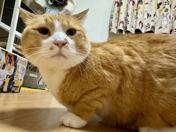 歩く猫