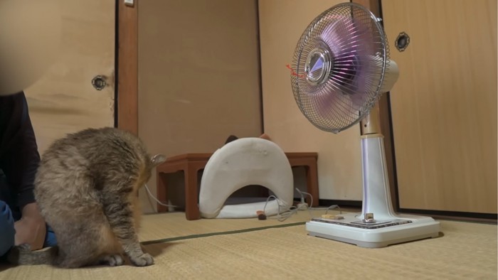 毛づくろいをする猫