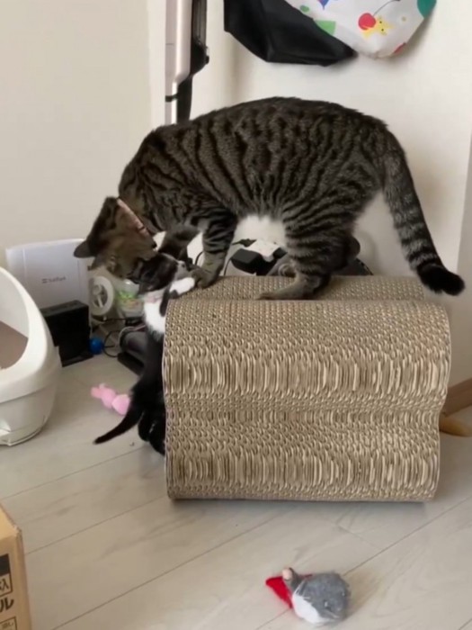 子猫の耳元を噛もうとしている猫