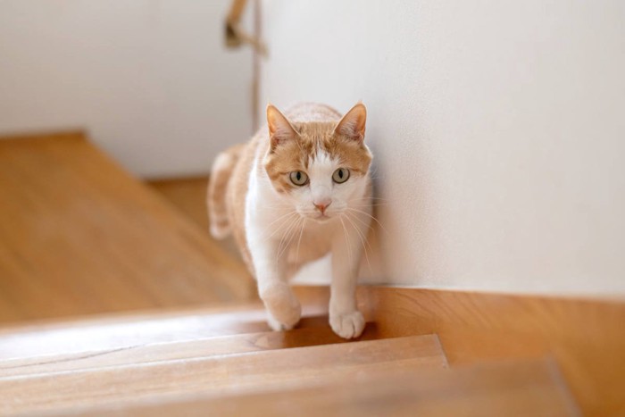 階段を駆け上がる猫
