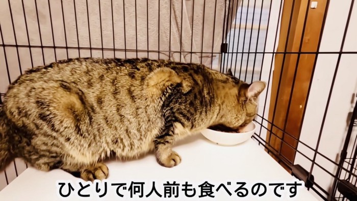 ケージの中でごはんを食べるキジトラブチ