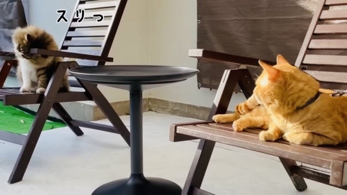 庭の椅子に座る長毛猫と寝そべる茶トラ猫