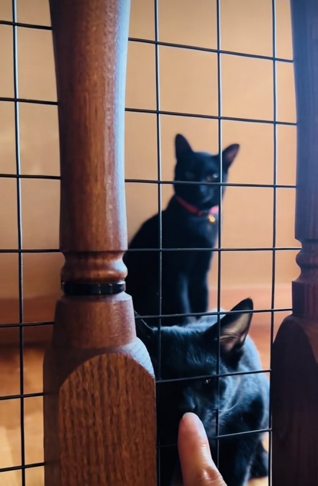 階段の上でパパを出迎える黒猫とパパに指チューする子猫