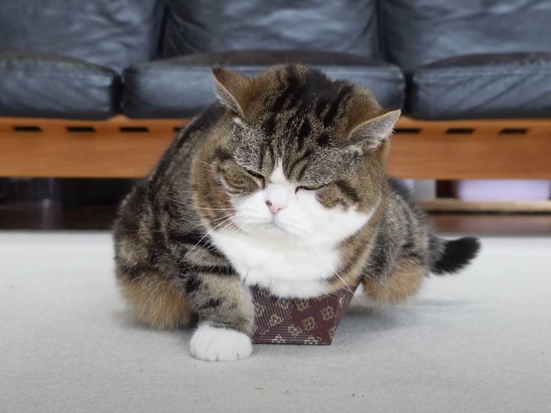 ケーキ型から溢れる猫