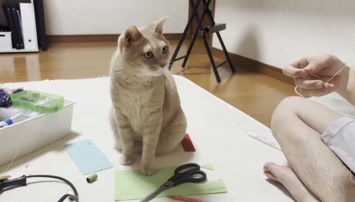 息子さんをガン見