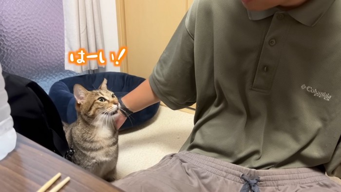 返事する猫