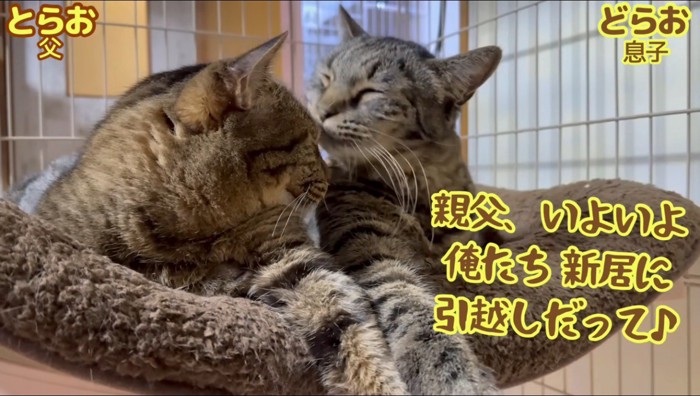 父親猫を舐める息子猫