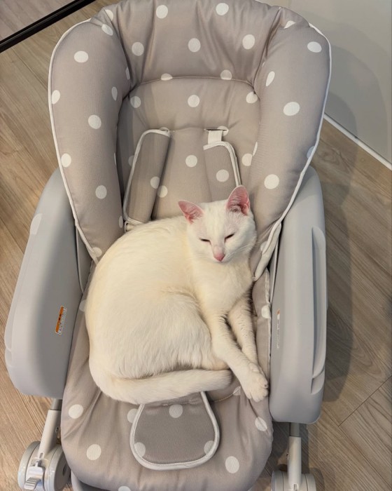 ベビーチェアに乗る猫