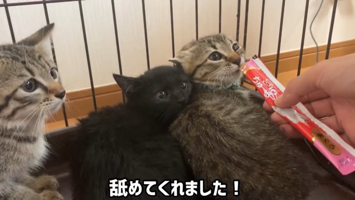 おやつを食べる猫