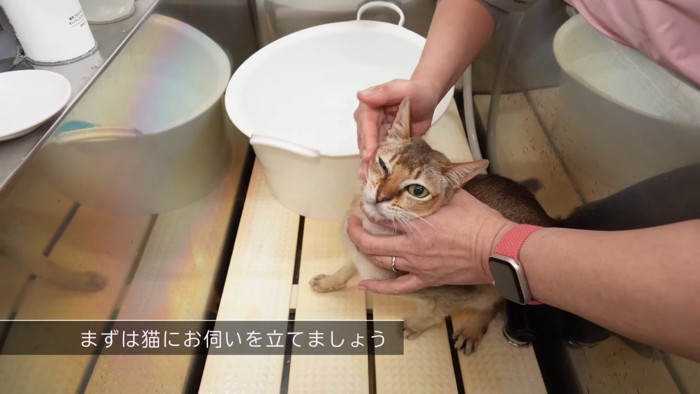 顔を触れる猫