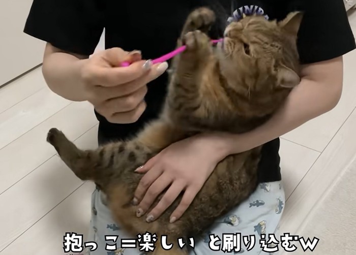 赤ちゃん抱っこでオモチャを前脚でつかむ猫