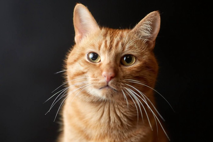 イケメンの茶トラ